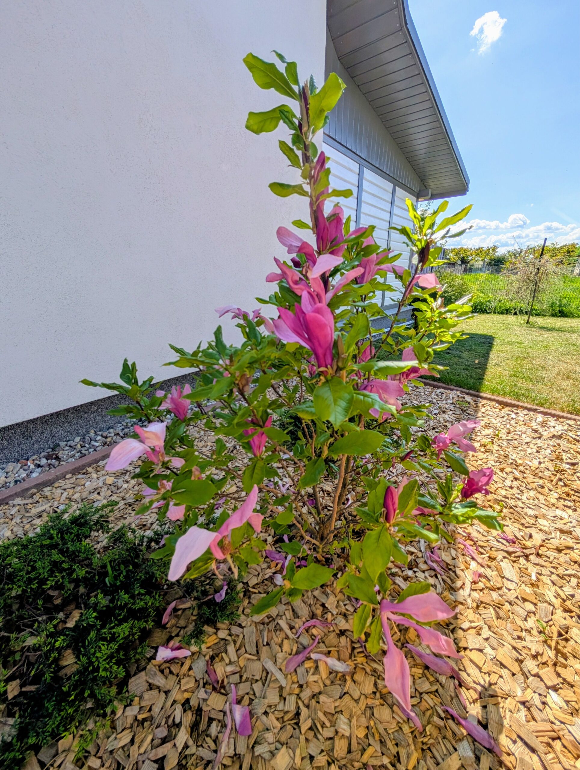 ferienhaus_magnolie-aussenbereich-magnolie